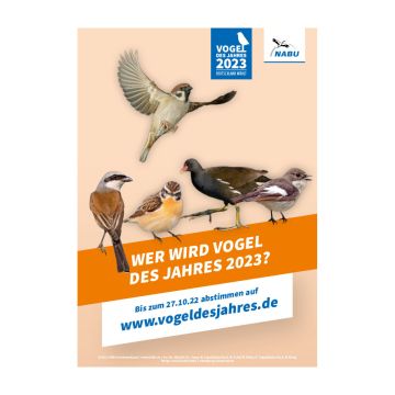 Plakat Vogel des Jahres 2023 - Alle Kandidaten (Download)