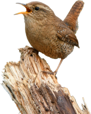 Cookie banner bird